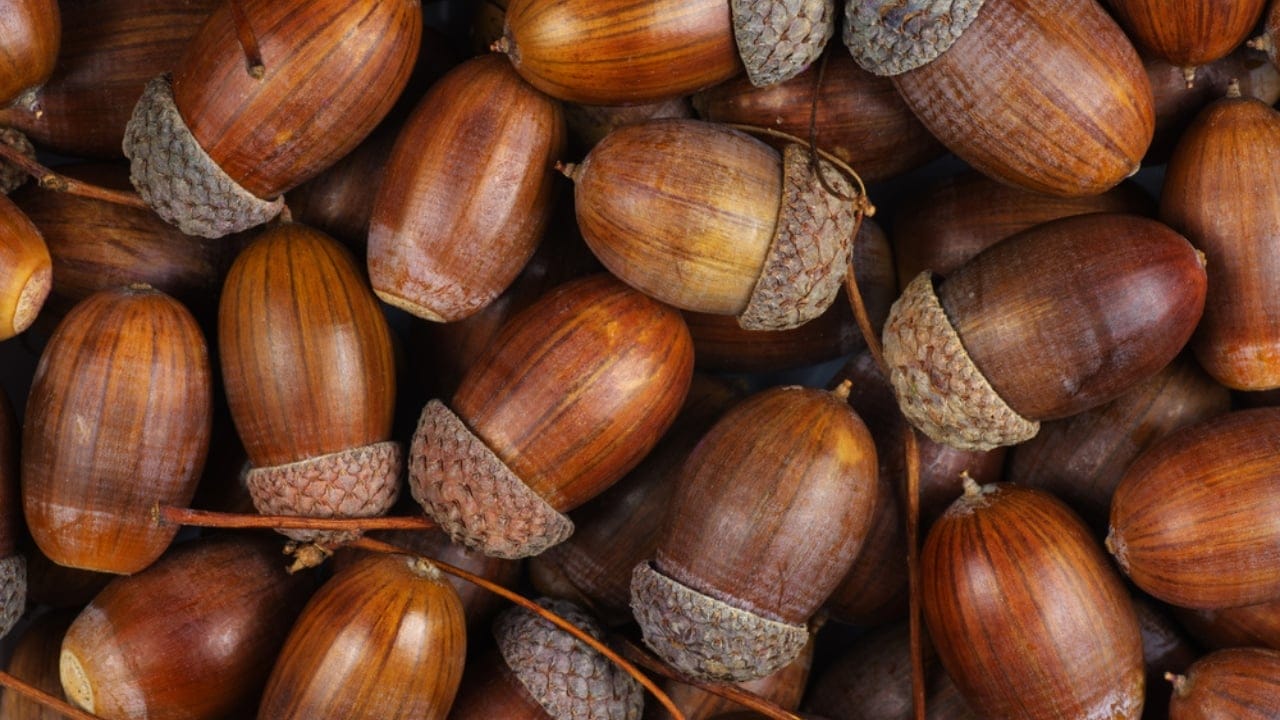 The Tasty Truth About Acorns: A Nutrient-Packed Survival Staple 4 The Tasty Truth About Acorns: A Nutrient-Packed Survival Staple - Dried acorns ss740027464 dpdgm