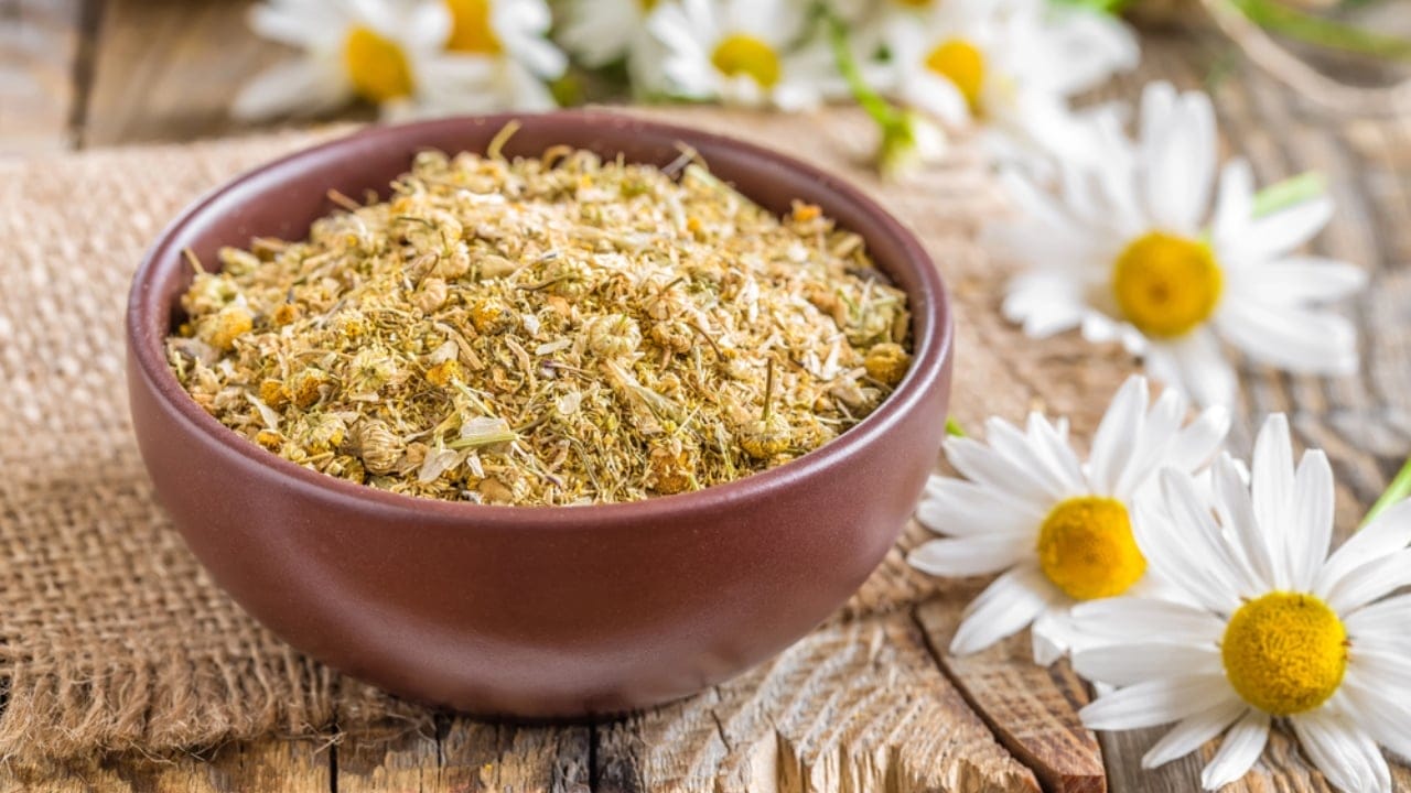 11 Herbs to Dry Now for Freshness That Lasts All Year - Dried and fresh chamomile flowers dp141657064