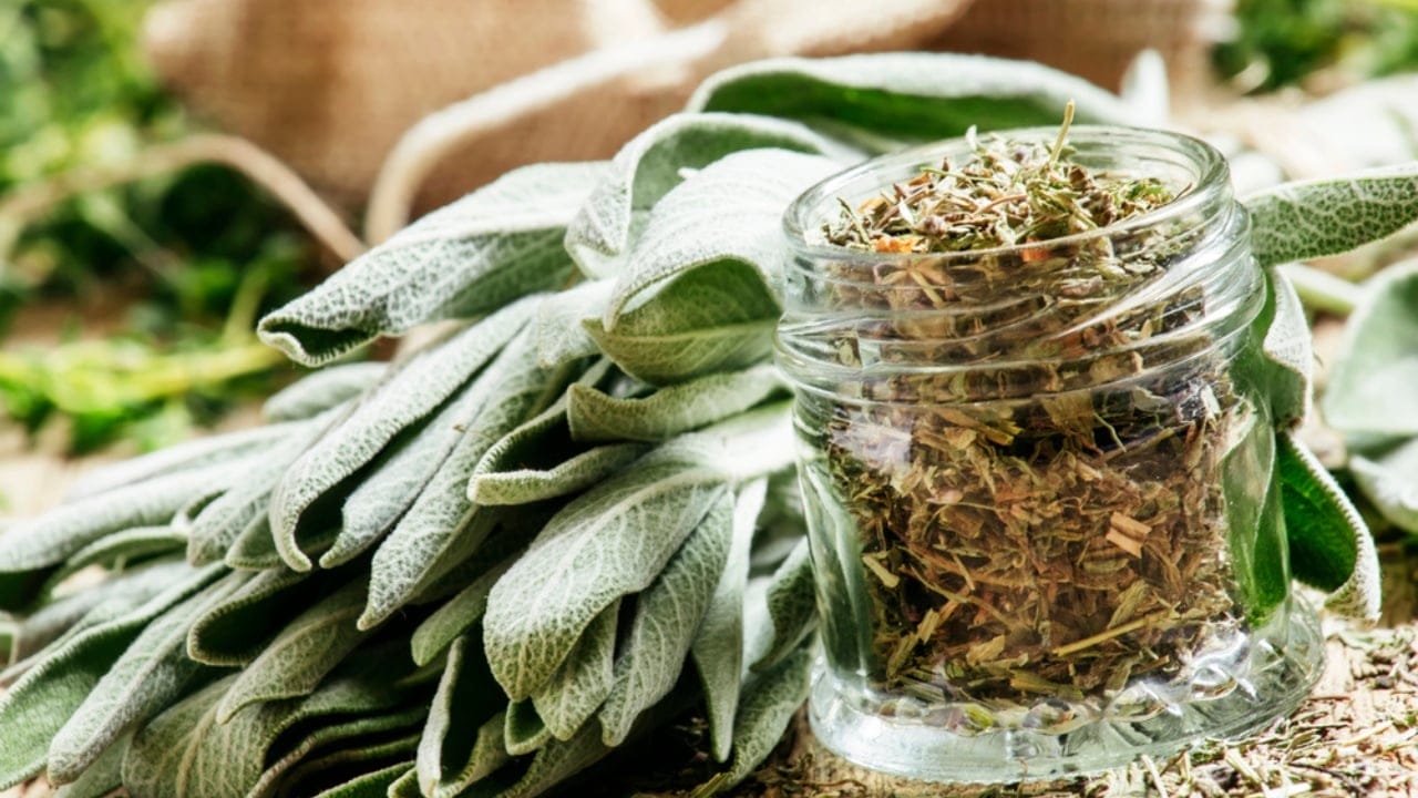 11 Herbs to Dry Now for Freshness That Lasts All Year - Dried sage in a glass jar dp113454694 dnoh