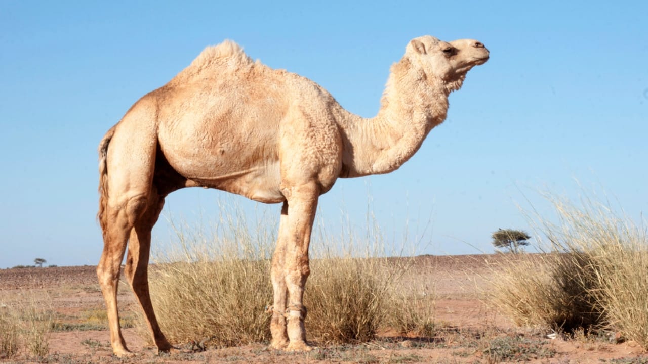 15 Mammals Thriving Where Few Can Survive 4 15 Mammals Thriving Where Few Can Survive - Dromedary Camel dp288726310 dnoh