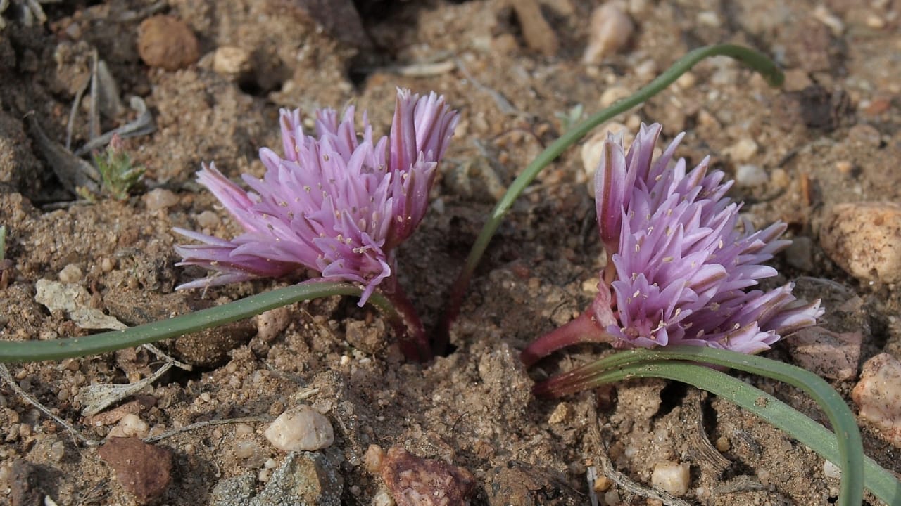12 Plants to Grow with Tomatoes for a Better Harvest 9 12 Plants to Grow with Tomatoes for a Better Harvest - Dwarf onion Allium parvum wc