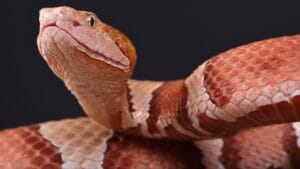 Copperhead Snake Hotspots: 25 States Where They Thrive 1 Copperhead Snake Hotspots: 25 States Where They Thrive - Eastern Copperhead snake ss2329524917 degm
