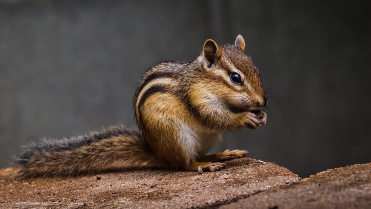 16 Animals That Thrive by Hibernating Through Winter 3 16 Animals That Thrive by Hibernating Through Winter - Eastern Chipmunk dp61393731 dnoh