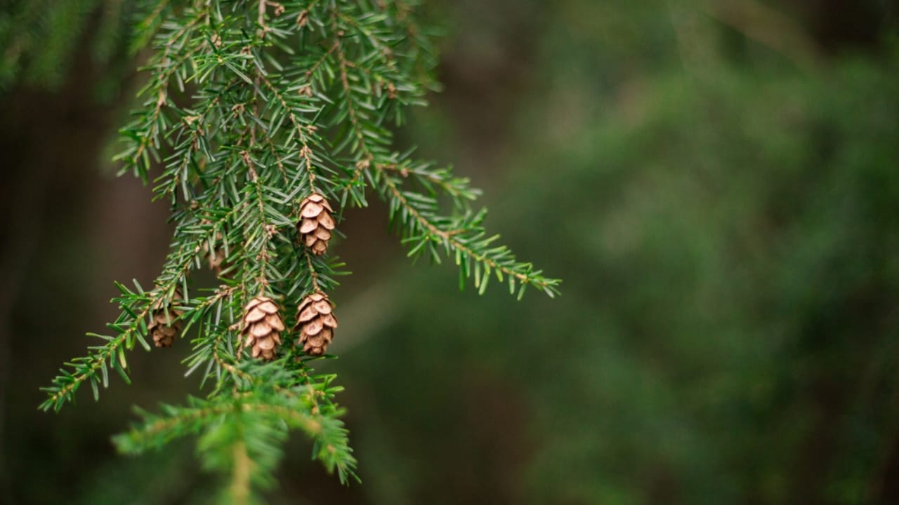 19 American Tree Species at Risk of Extinction 2 19 American Tree Species at Risk of Extinction - Eastern Hemlock dp458622100 dnoh
