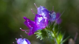 Think Wild Violets Are Weeds? Here’s Why You’re Wrong 1 Think Wild Violets Are Weeds? Here’s Why You’re Wrong - Echium plantagineum wild violet flower ss2491637321 dnoh