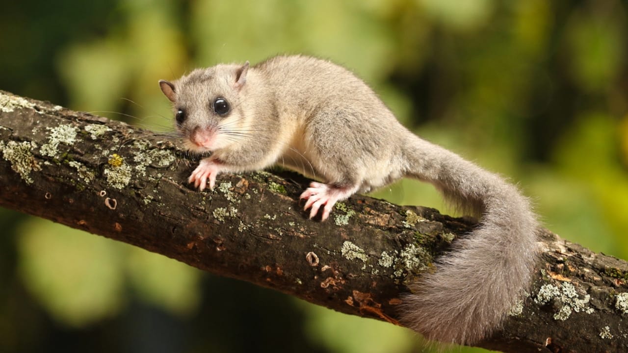 16 Animals That Thrive by Hibernating Through Winter 9 16 Animals That Thrive by Hibernating Through Winter - Edible Dormouse dp316756100 dnoh