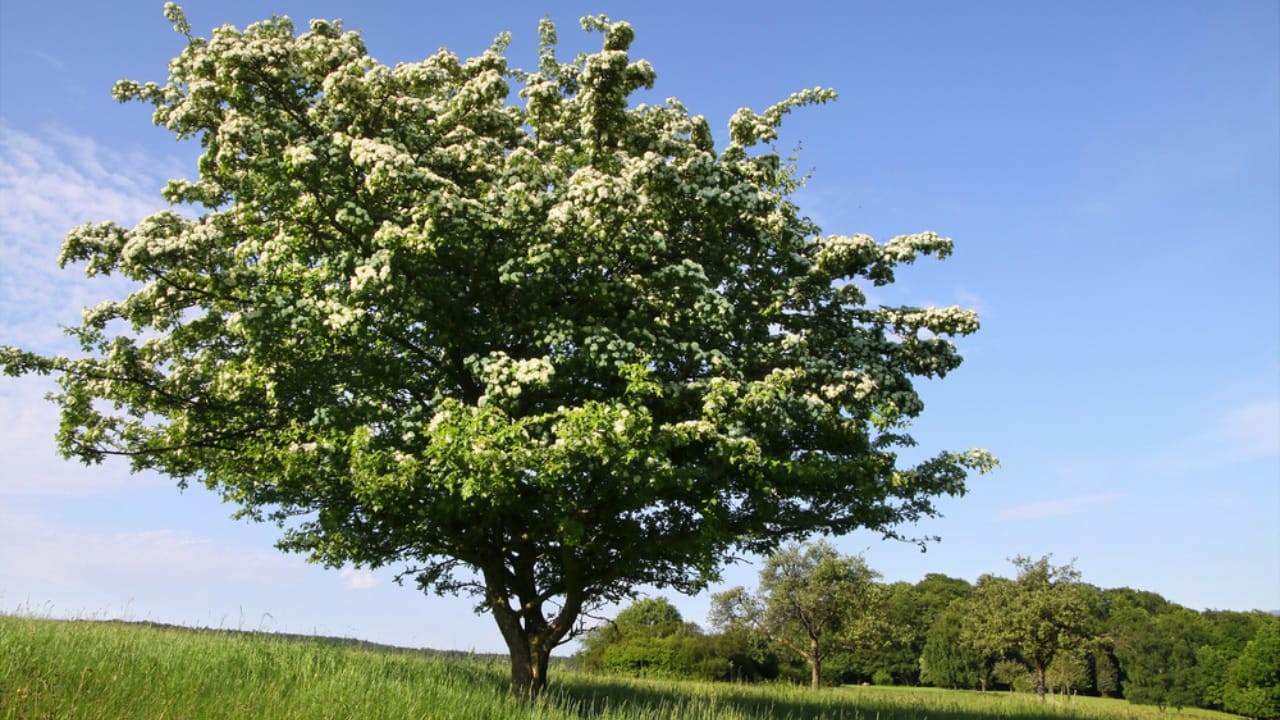 20 Trees That Could Be Your Lifeline in a Survival Situation 11 20 Trees That Could Be Your Lifeline in a Survival Situation - Elderberry tree dp28880465 dnoh