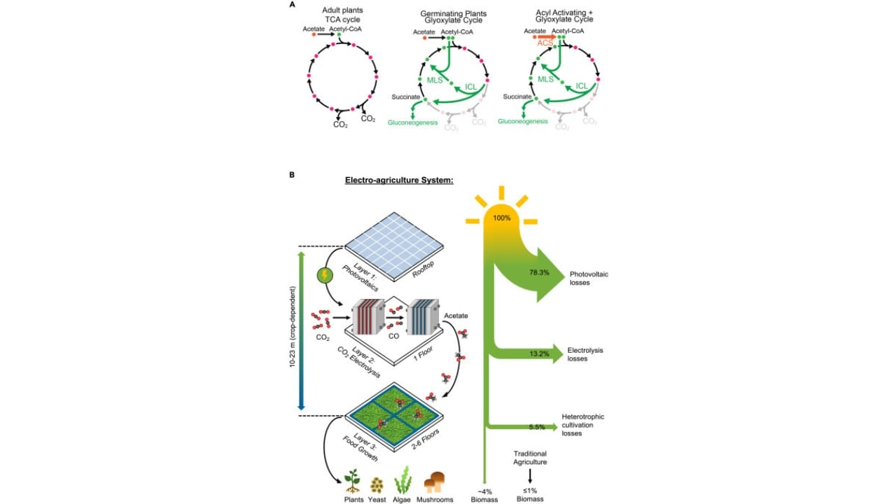 No Sun, No Problem: The Farming Tech That Redefines Agriculture 3 No Sun, No Problem: The Farming Tech That Redefines Agriculture - Electro Agriculture 2