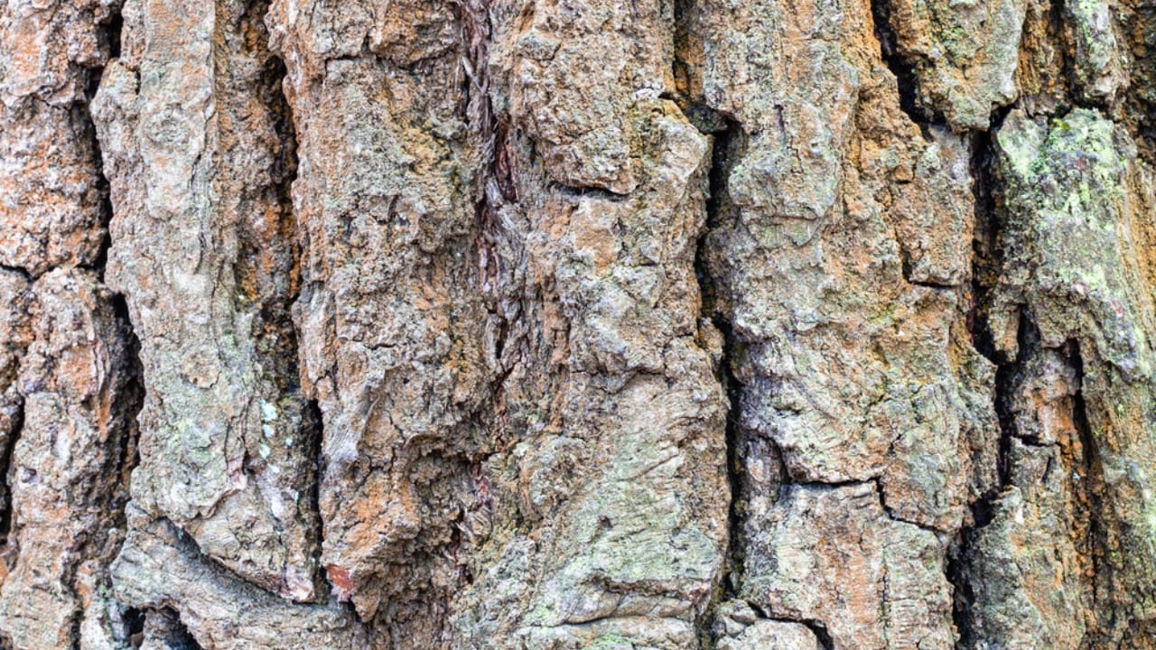 7 Medicinal Tree Barks to Keep You Healthy This Winter - English Oak bark dp313932444 dnoh