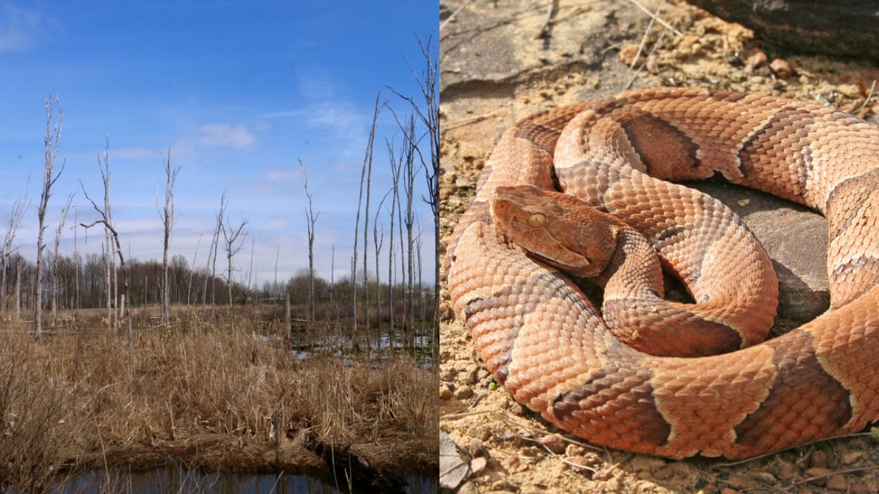 Copperhead Snake Hotspots: 25 States Where They Thrive 17 Copperhead Snake Hotspots: 25 States Where They Thrive - Ernest L Oros Wildlife avenel new jersey ss1964600701 adyh Copperhead Snake ss1293152326 adyh