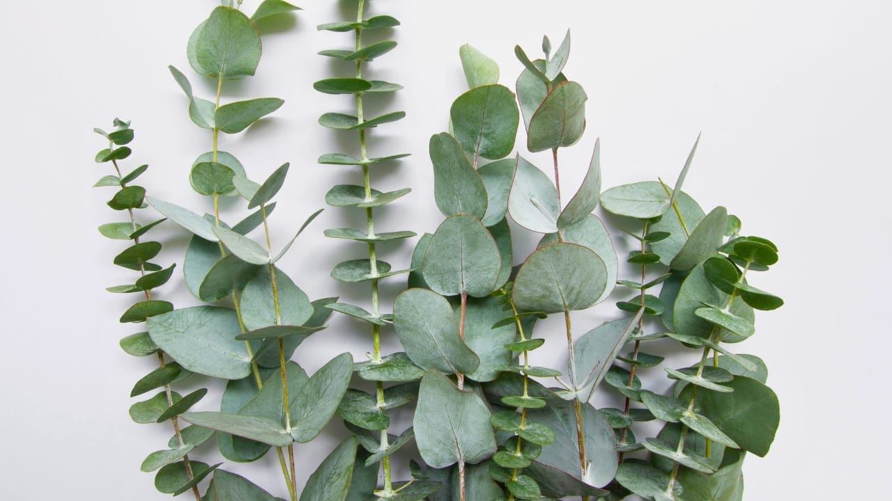 DIY Eucalyptus Steamers for a Spa-Like Shower at Home 2 DIY Eucalyptus Steamers for a Spa-Like Shower at Home - Eucalyptus ss2158434577 degm