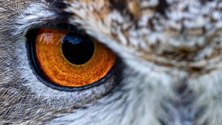 7 Life Lessons Owls Teach About Strength & Growth - Eurasian Eagle Owl ss2470174235 degm