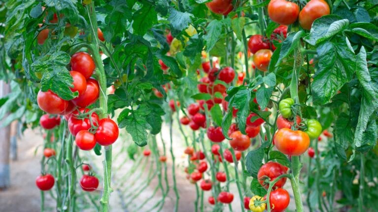 12 Plants to Grow with Tomatoes for a Better Harvest 9 12 Plants to Grow with Tomatoes for a Better Harvest - Farm of tasty red tomatoes dp13548983 dnoh