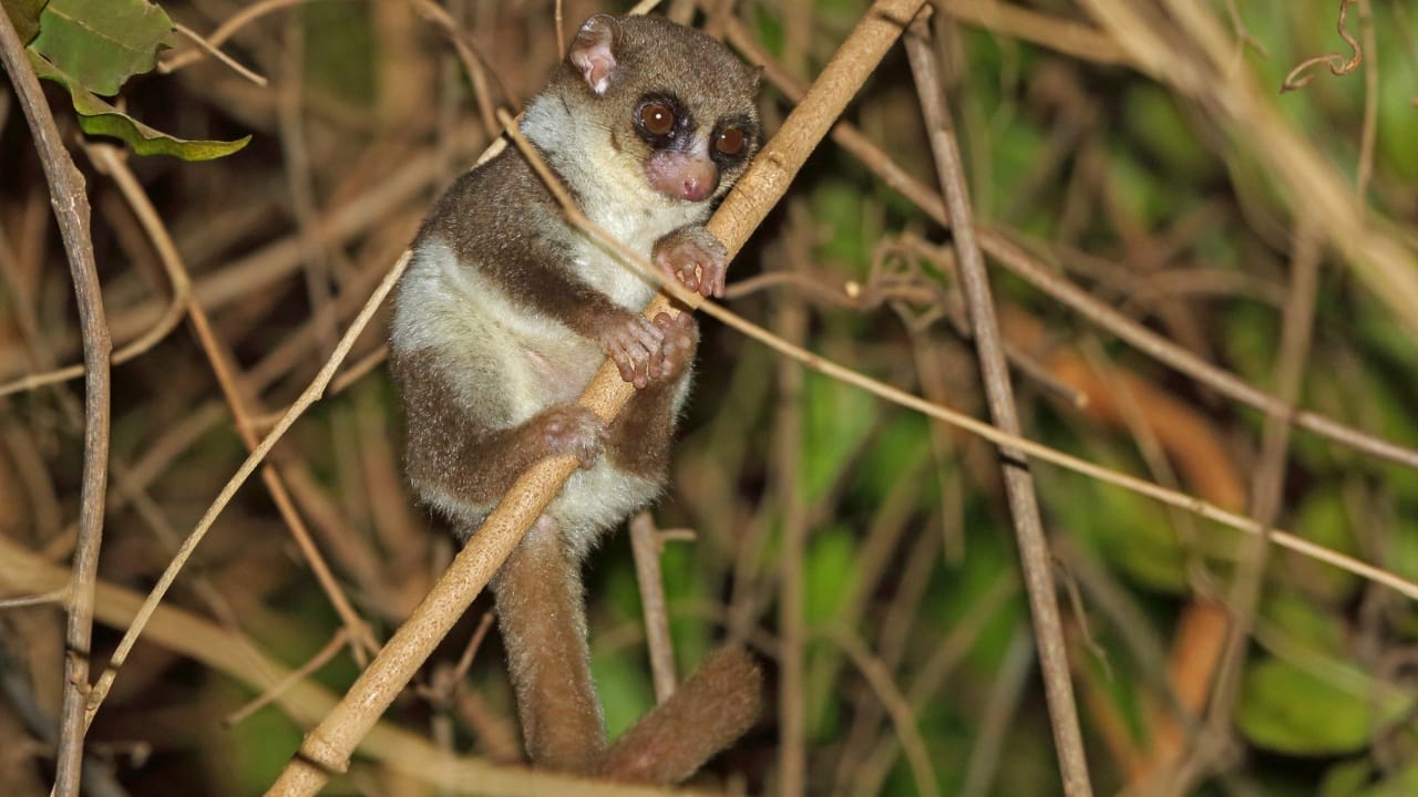 16 Animals That Thrive by Hibernating Through Winter 10 16 Animals That Thrive by Hibernating Through Winter - Fat tailed Dwarf Lemur wc