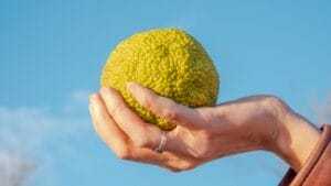 9 Creative Uses for Hedge Apples Around Your Home 1 9 Creative Uses for Hedge Apples Around Your Home - Female hand holding hedge apple dp347429662 dnoh