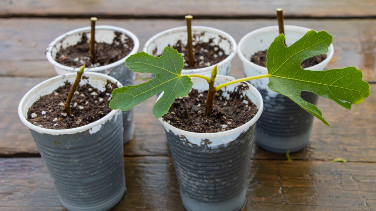 Grow Juicy Figs That Last Decades: 13 Steps to Start Now 10 Grow Juicy Figs That Last Decades: 13 Steps to Start Now - Fig tree planted in the small pot Pruning concept dp308433860 dnoh