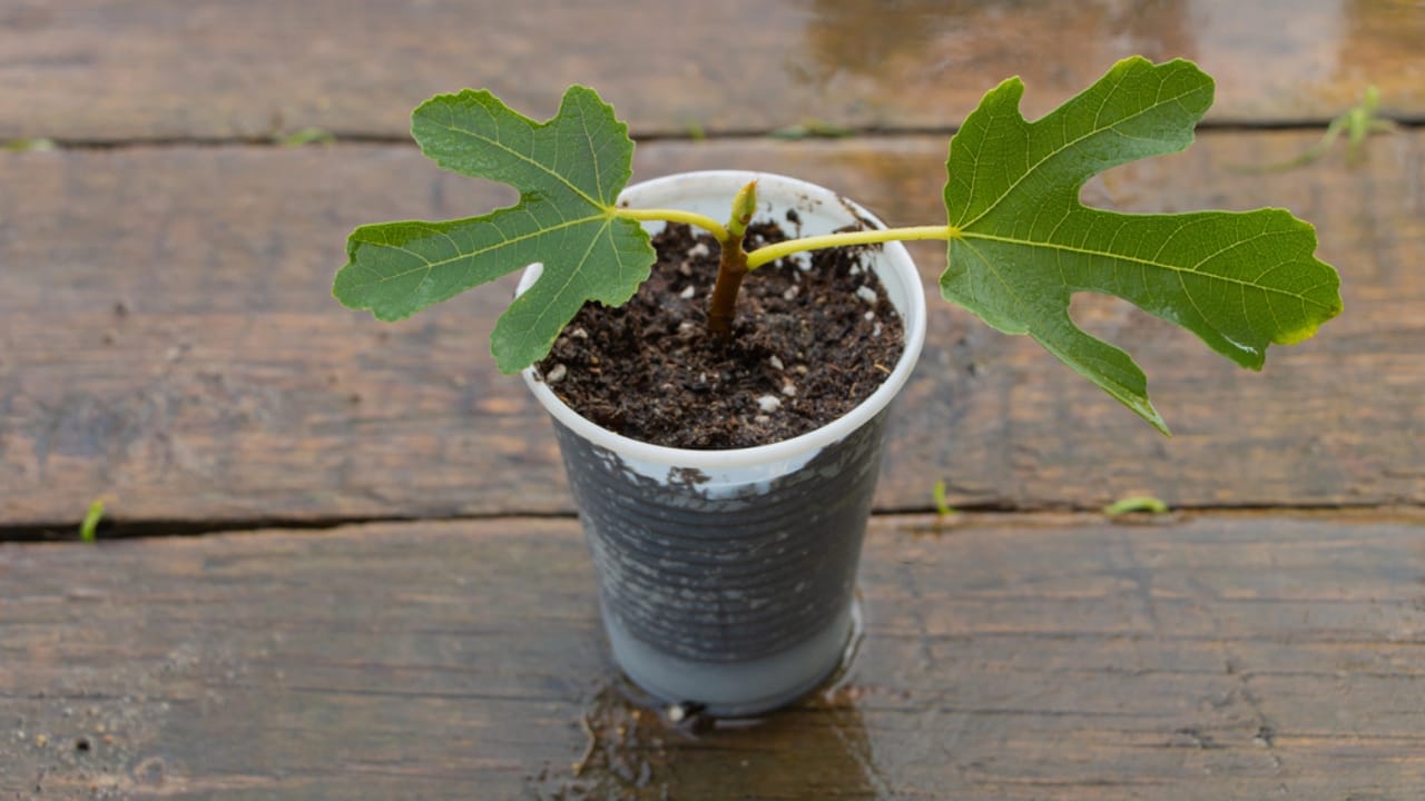 Grow Juicy Figs That Last Decades: 13 Steps to Start Now 6 Grow Juicy Figs That Last Decades: 13 Steps to Start Now - Fig tree planted in the small pot dp308433958 dnoh