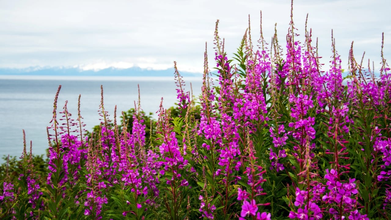 10 Nesting Plants to Attract & Support Thriving Hummingbirds 6 10 Nesting Plants to Attract & Support Thriving Hummingbirds - Fireweed dp162389490 dnoh