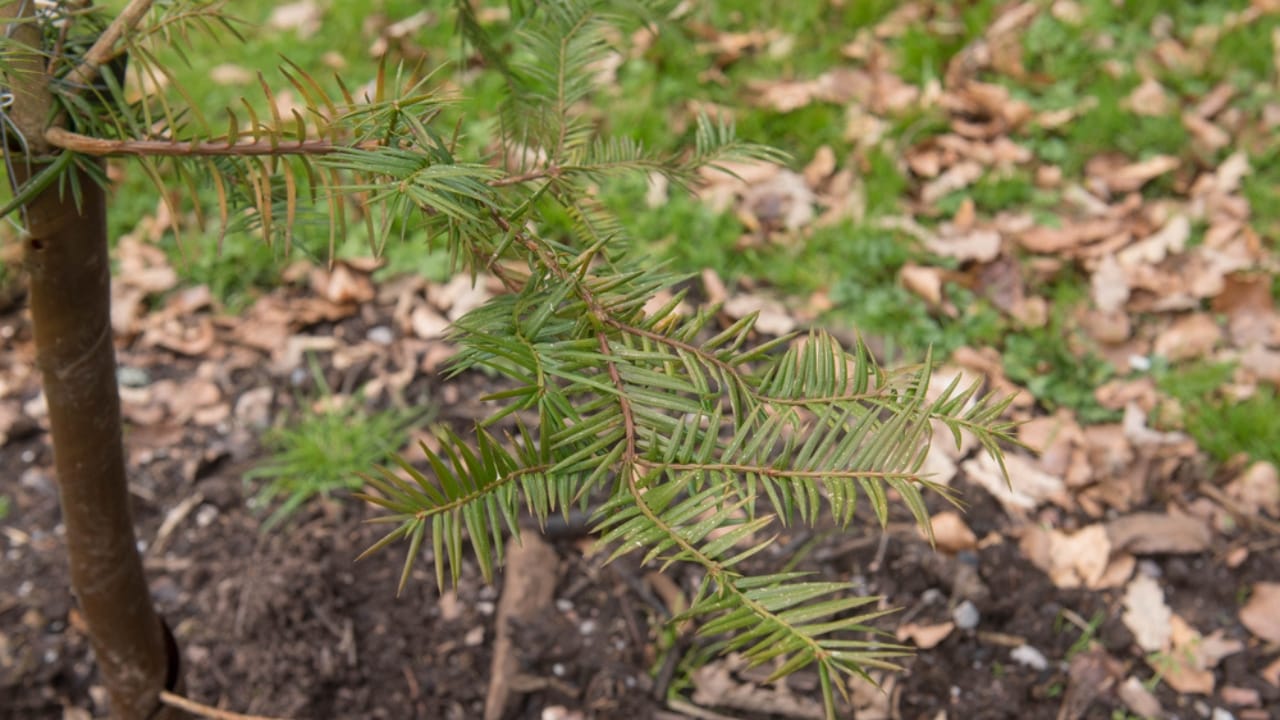 13 Rare Plants That Could Disappear From Gardens Worldwide 14 13 Rare Plants That Could Disappear From Gardens Worldwide - Florida Torreya tree ss1687167100 dpdgm