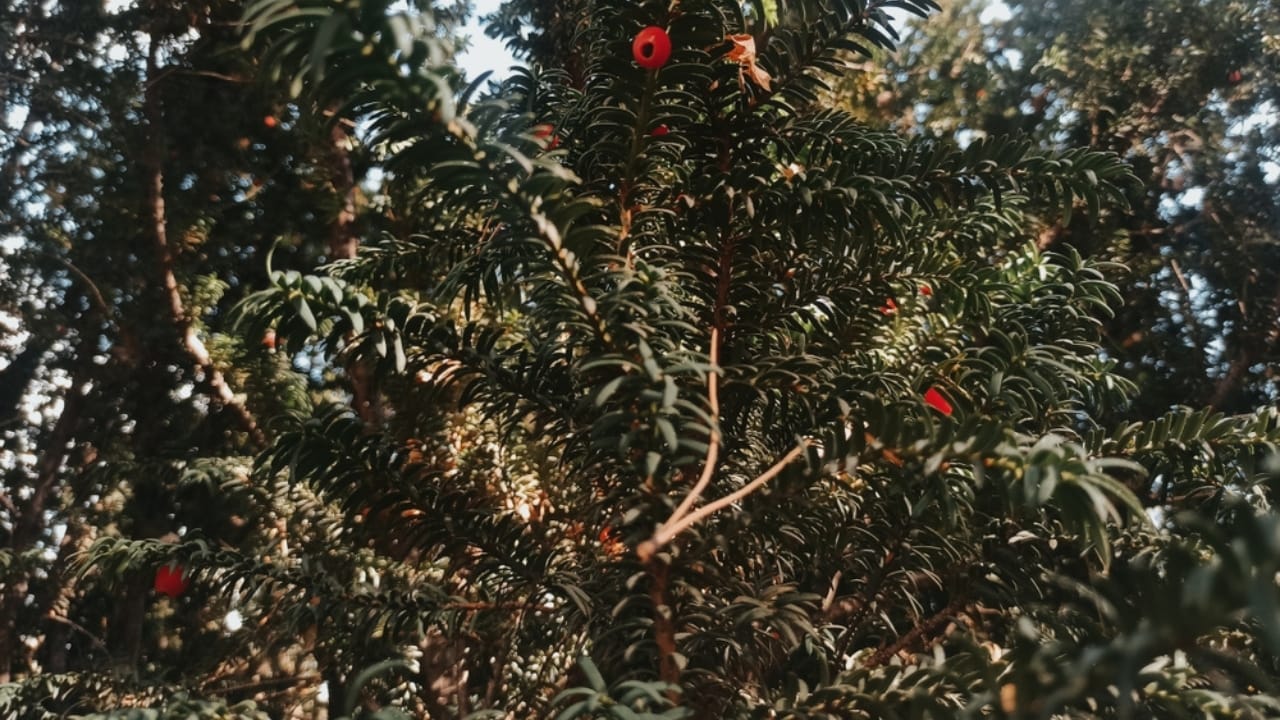 19 American Tree Species at Risk of Extinction 3 19 American Tree Species at Risk of Extinction - Florida Yew ss2384791595 dpdgm