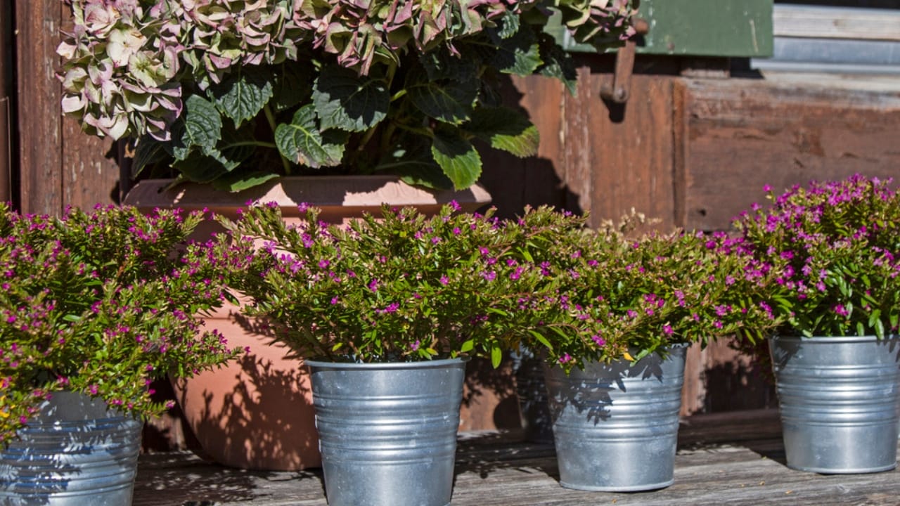 Don’t Let These Container Gardening Errors Kill Your Plants 23 Don’t Let These Container Gardening Errors Kill Your Plants - Flower still life on the pasture dp122414058 dnoh 1