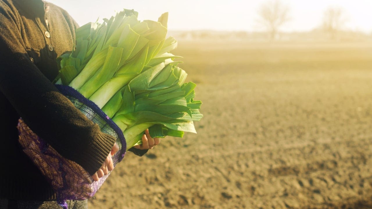 Don’t Toss Them... 15 Creative Ways to Reuse Pantyhose 10 Don’t Toss Them... 15 Creative Ways to Reuse Pantyhose - Fresh leek in net bags dp407252802 dnoh