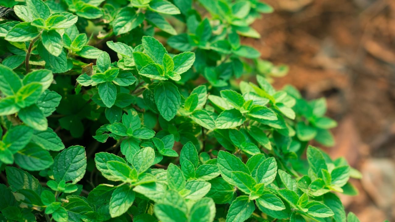 Boost Lung Health with These 12 Healing Plants & Herbs 11 Boost Lung Health with These 12 Healing Plants & Herbs - Fresh peppermint plant dp149393574 dnoh