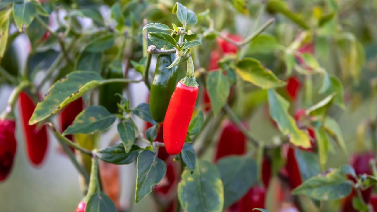 Pepper Plants That Last for Years? Here’s How to Do It - Fresh red hot peppers on the plant dp508377932 dnoh