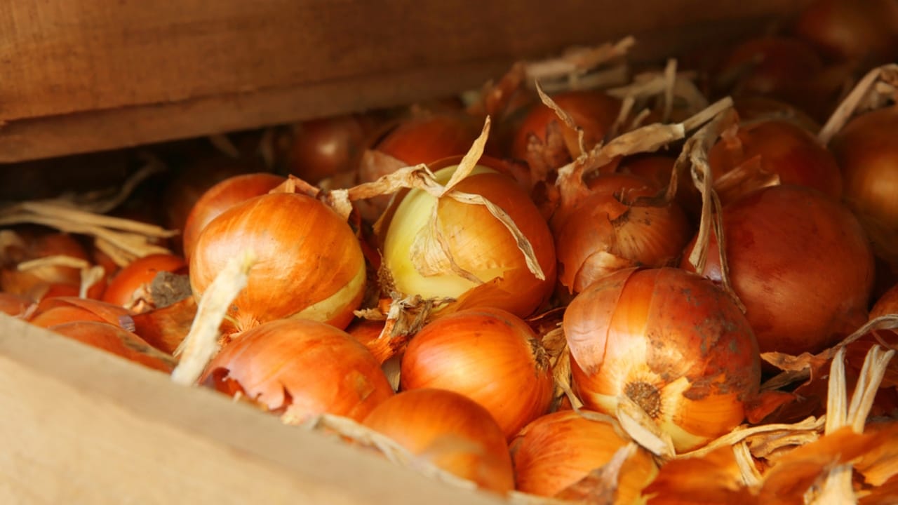 Beat Spoilage: How to Keep Onions Fresh for Months 11 Beat Spoilage: How to Keep Onions Fresh for Months - Freshly harvested onions dp135201128 dnoh