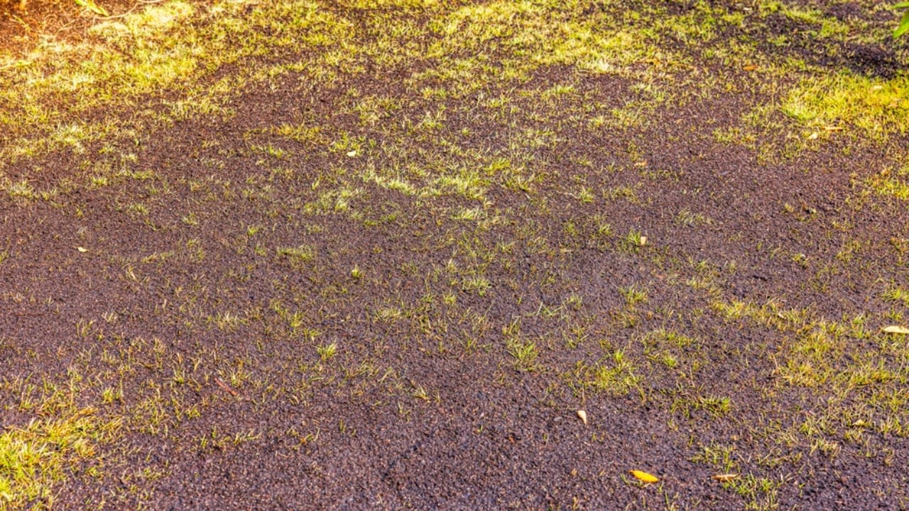 13 Steps in Leveling a Yard by Hand: Tools, Tips & Best Practices 11 13 Steps in Leveling a Yard by Hand: Tools, Tips & Best Practices - Freshly restored lawn with new soil dp741759860 dnoh