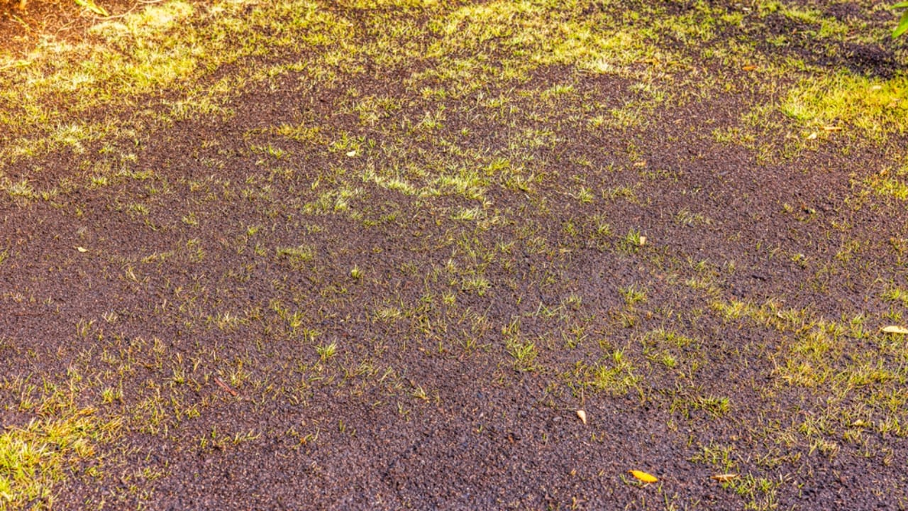 Topdressing Gains Ground as the Go-To Lawn Care Method - Freshly restored lawn with new soil dp741759860 dnoh