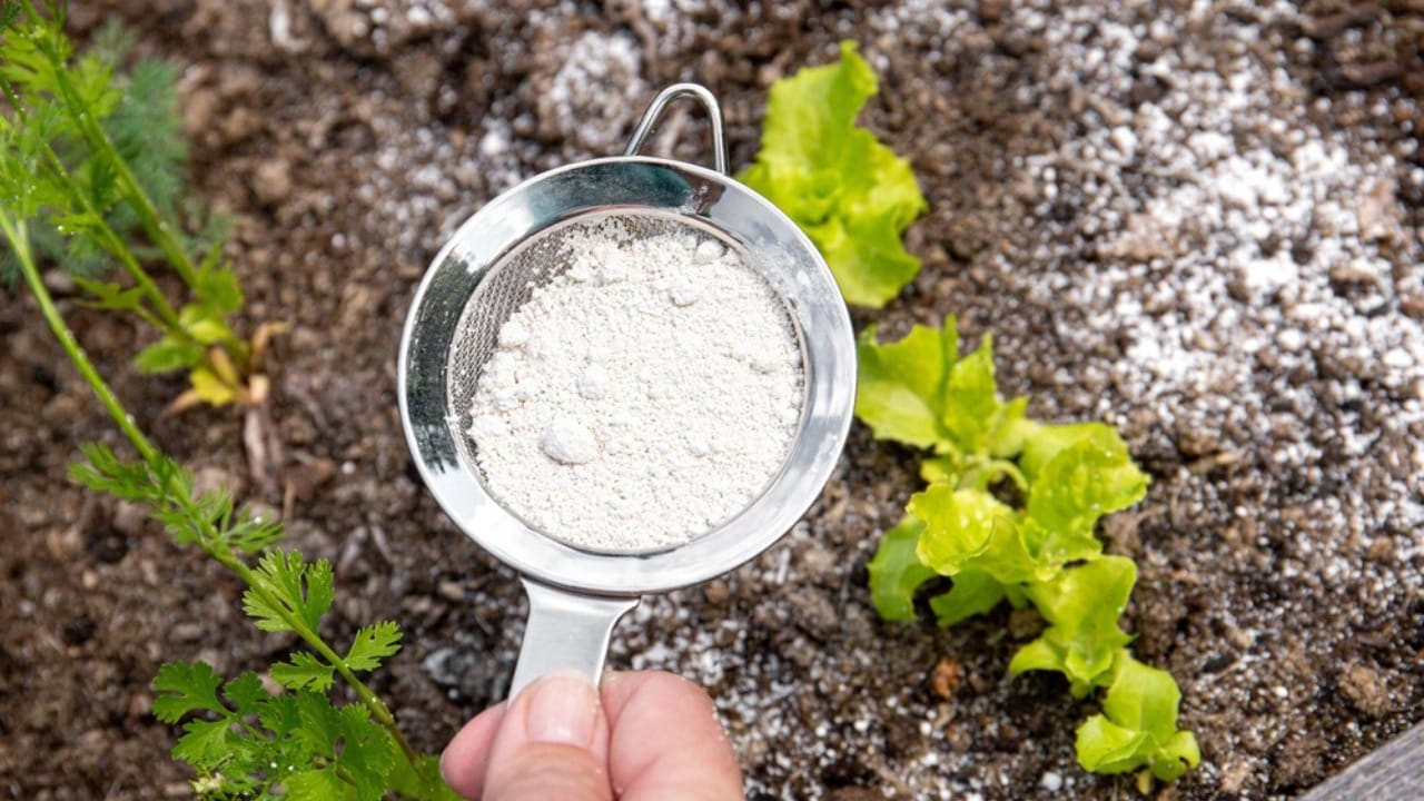 Say Goodbye to Moles with This Natural Solution 5 Say Goodbye to Moles with This Natural Solution - Gardener white sprinkle Diatomaceous earth ss2172397871 adyh