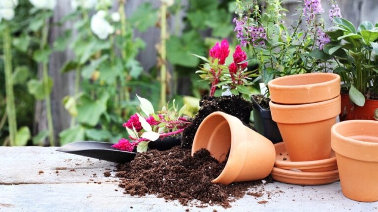 Don’t Let These Container Gardening Errors Kill Your Plants 1 Don’t Let These Container Gardening Errors Kill Your Plants - Gardening dp8280482 dnoh