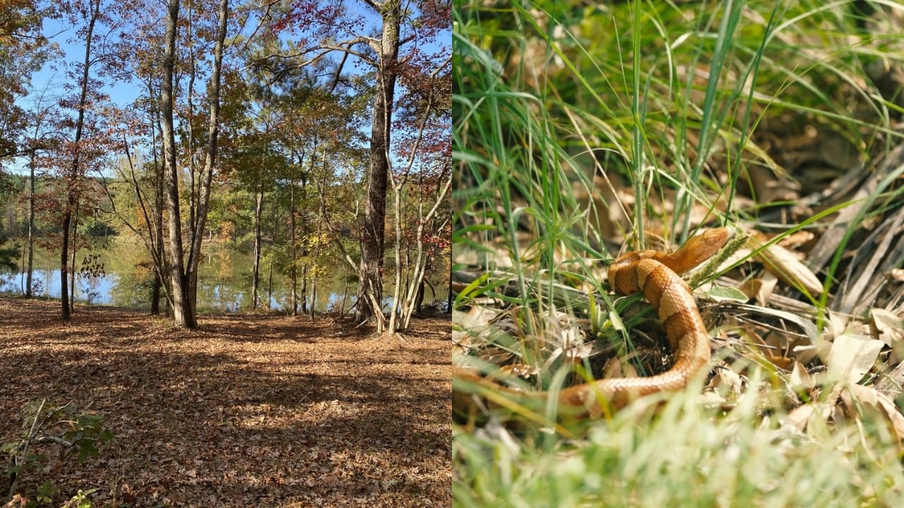 Copperhead Snake Hotspots: 25 States Where They Thrive 7 Copperhead Snake Hotspots: 25 States Where They Thrive -