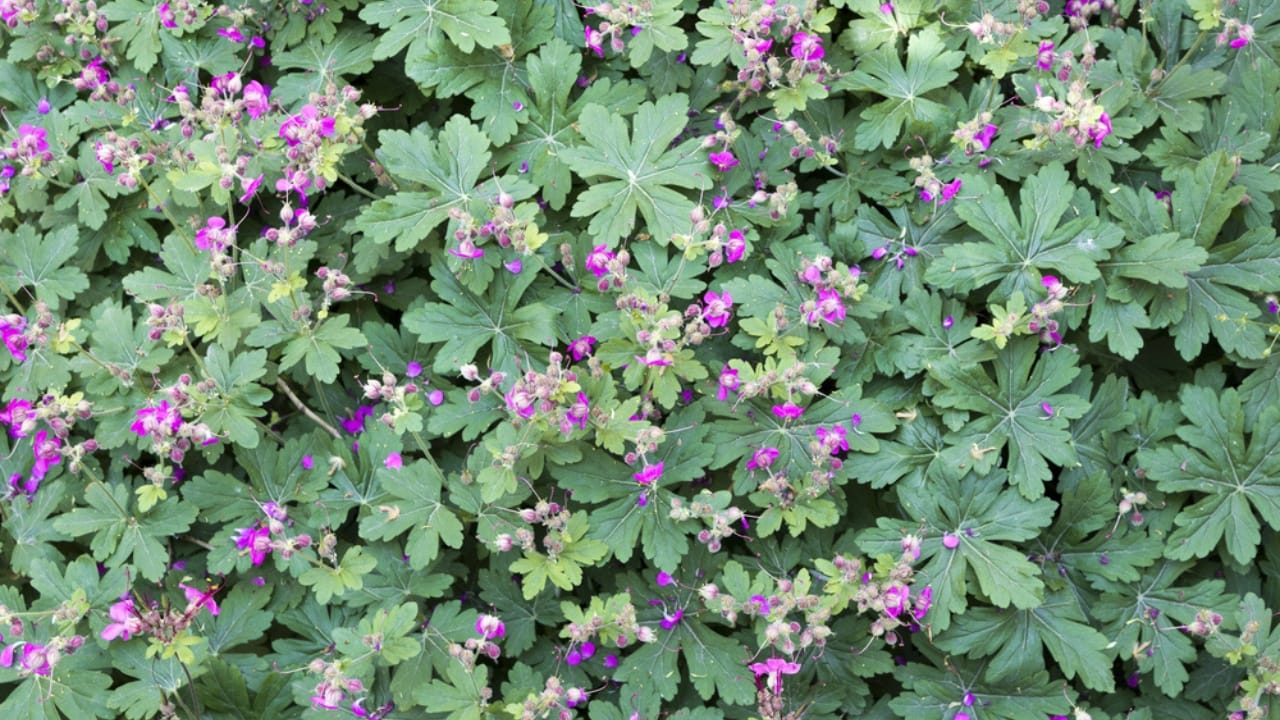 Say Goodbye to Grass: Grow Hardy Geraniums for a Beautiful Perennial Ground Cover 4 Say Goodbye to Grass: Grow Hardy Geraniums for a Beautiful Perennial Ground Cover - Geranium macrorrhizum flowers dp152159410 dnoh