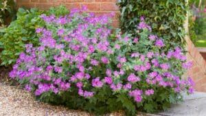 Say Goodbye to Grass: Grow Hardy Geraniums for a Beautiful Perennial Ground Cover 1 Say Goodbye to Grass: Grow Hardy Geraniums for a Beautiful Perennial Ground Cover - Geranium sylvaticum wood cranesbill dp542983116 dnoh