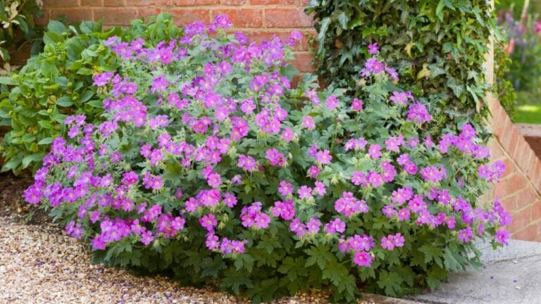 Say Goodbye to Grass: Grow Hardy Geraniums for a Beautiful Perennial Ground Cover 8 Say Goodbye to Grass: Grow Hardy Geraniums for a Beautiful Perennial Ground Cover - Geranium sylvaticum wood cranesbill dp542983116 dnoh