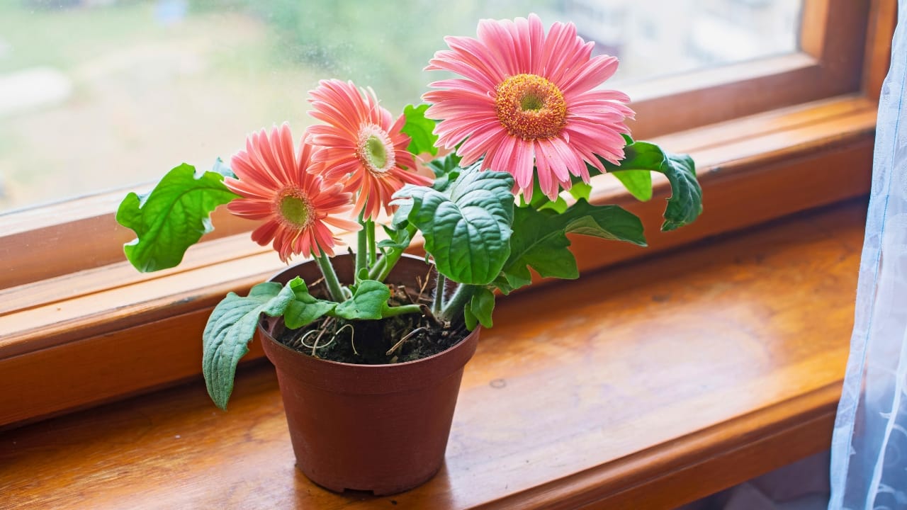 Living Air Purifiers: 13 Hardworking Plants That Purify Your Home's Air 12 Living Air Purifiers: 13 Hardworking Plants That Purify Your Home's Air - Gerbera Daisy ss2044320245 degm