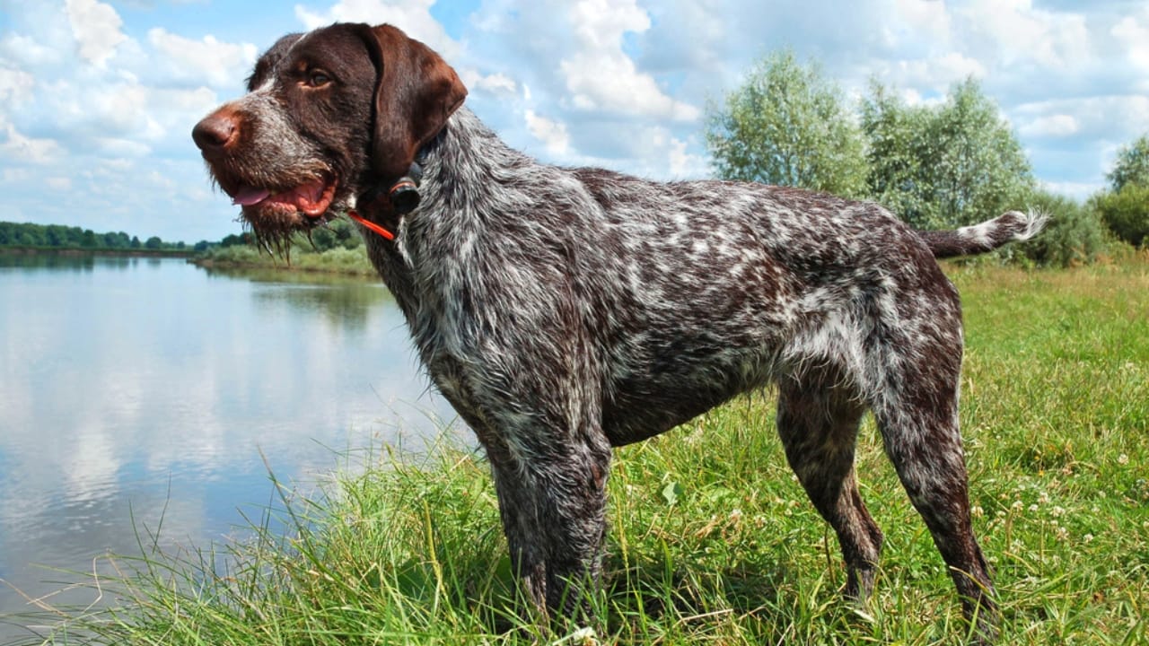These Dogs Are Born Swimmers—and Your Perfect Water Buddies 13 These Dogs Are Born Swimmers—and Your Perfect Water Buddies - German Wirehaired Pointer dp1907717 dnoh
