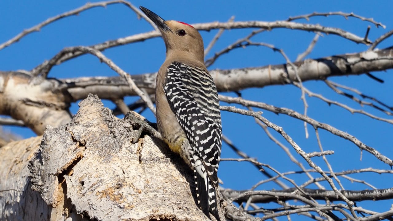 15 Must-Know Woodpeckers for Bird Watchers 9 15 Must-Know Woodpeckers for Bird Watchers - Gila Woodpecker dp342392378 dnoh