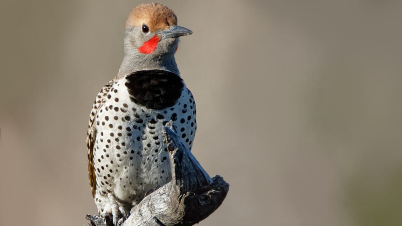 15 Must-Know Woodpeckers for Bird Watchers 10 15 Must-Know Woodpeckers for Bird Watchers - Gilded Flicker ss1676567974 dnoh