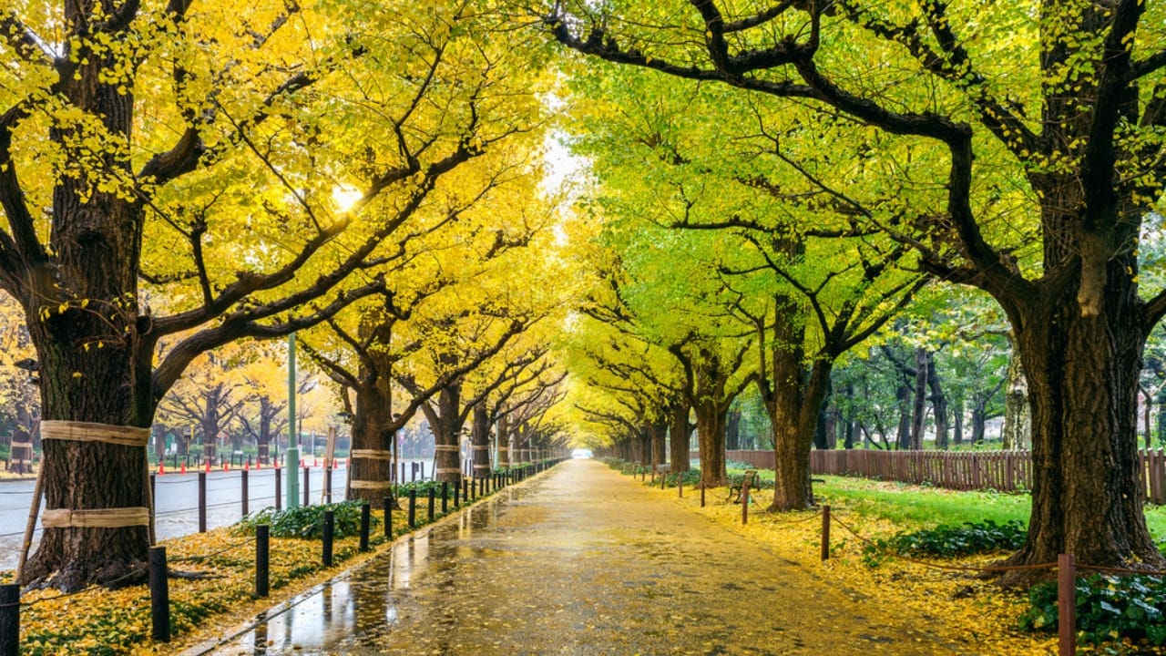 10 Stunning Trees for Vibrant Fall Colors & Greener Planet 10 10 Stunning Trees for Vibrant Fall Colors & Greener Planet - Ginkgo Biloba tree dp197733910 dnoh