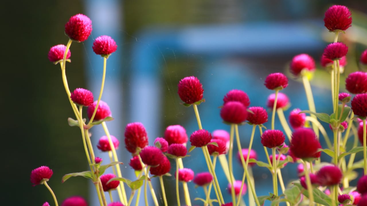 15 Fall Flowers That Attract Pollinators & Add Color 15 15 Fall Flowers That Attract Pollinators & Add Color - Globe Amaranth dp261274278 dnoh