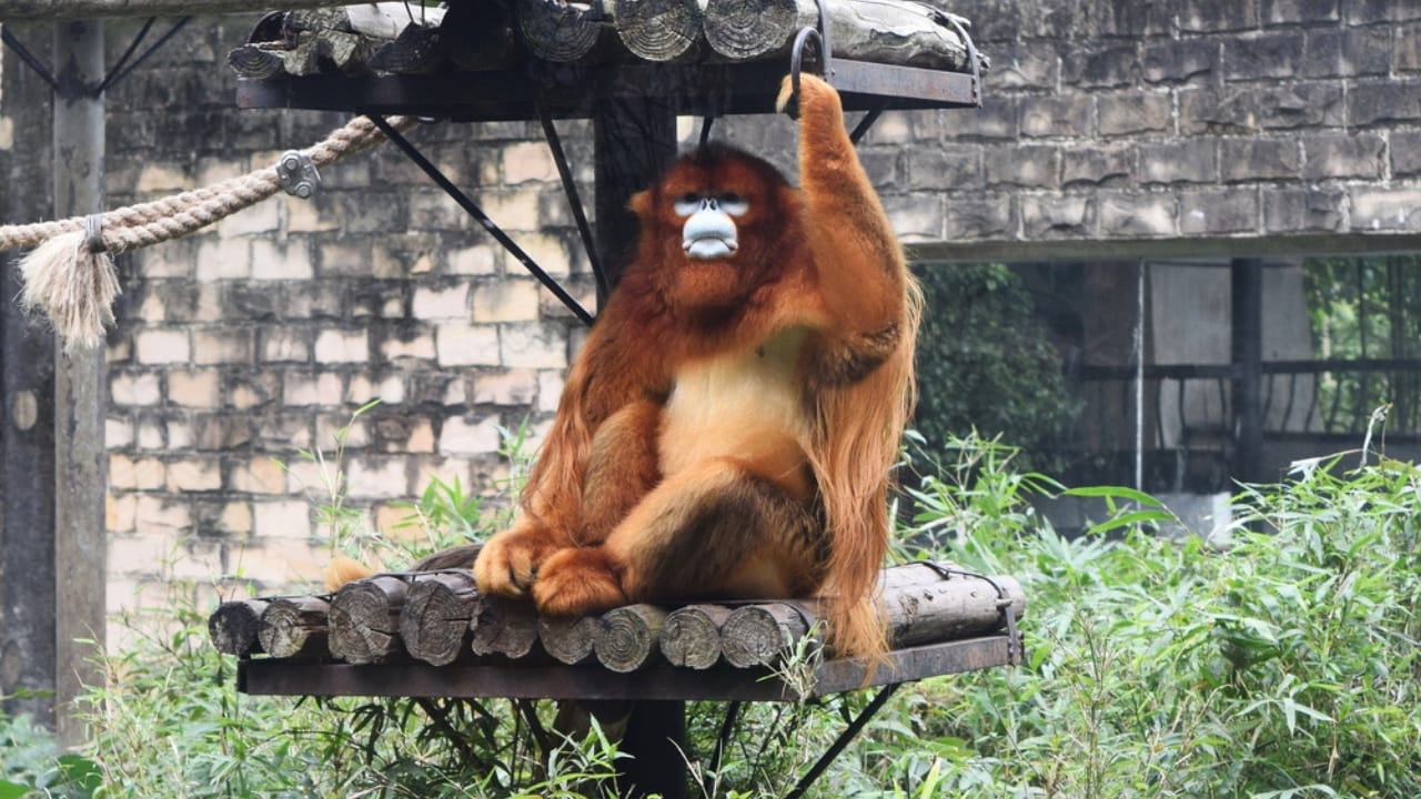 15 Mammals Thriving Where Few Can Survive 12 15 Mammals Thriving Where Few Can Survive - Golden Snub Nosed Monkey dp380382904 dnoh