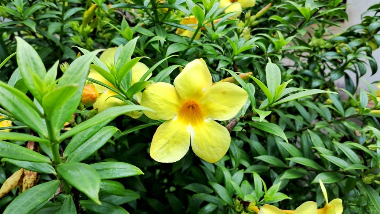 10 Gorgeous Flowers That Bloom Year-Round with the Right Care 11 10 Gorgeous Flowers That Bloom Year-Round with the Right Care - Golden Trumpet dp757606784 dnoh