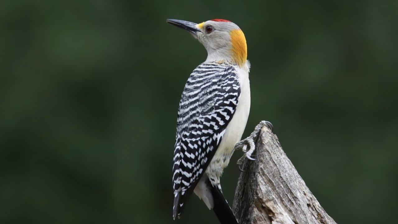 15 Must-Know Woodpeckers for Bird Watchers 11 15 Must-Know Woodpeckers for Bird Watchers - Golden fronted Woodpecker dp643793534 dnoh