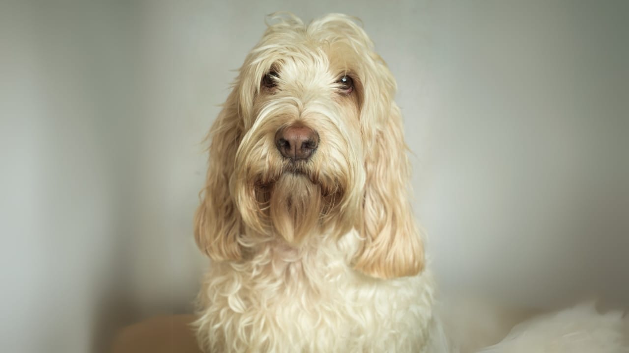 Meet the New Dog Breeds the AKC Has Recognized Since 2000 47 Meet the New Dog Breeds the AKC Has Recognized Since 2000 - Grand Basset Griffon Vendeen ss1957618339 adyh