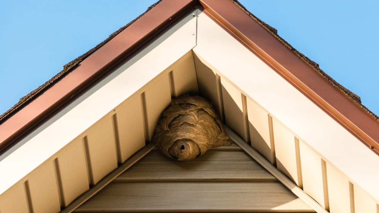 12 Hacks to Keep Wasps Out of Your Yard & Home Next Summer - Gray paper wasp nest ss1453885241 adyh