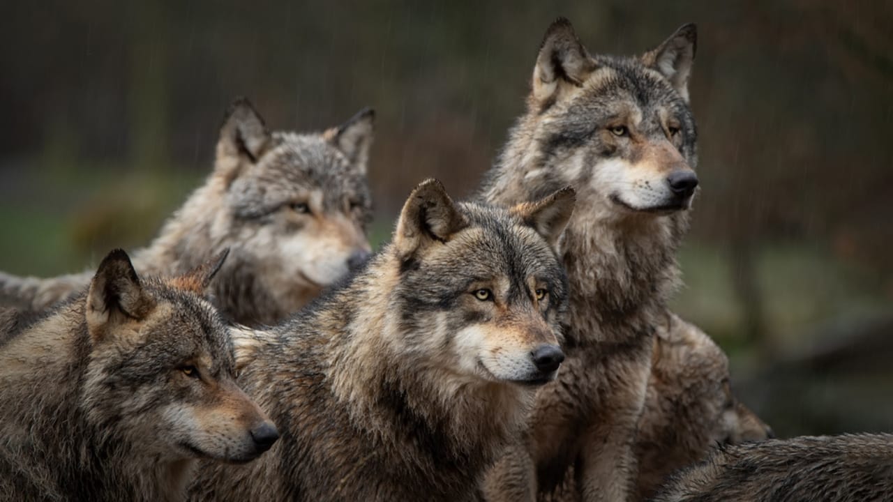 How Wolf Pups Go From Helpless to Apex Predators in a Year 17 How Wolf Pups Go From Helpless to Apex Predators in a Year - Gray wolf pack ss1657104289 adyh