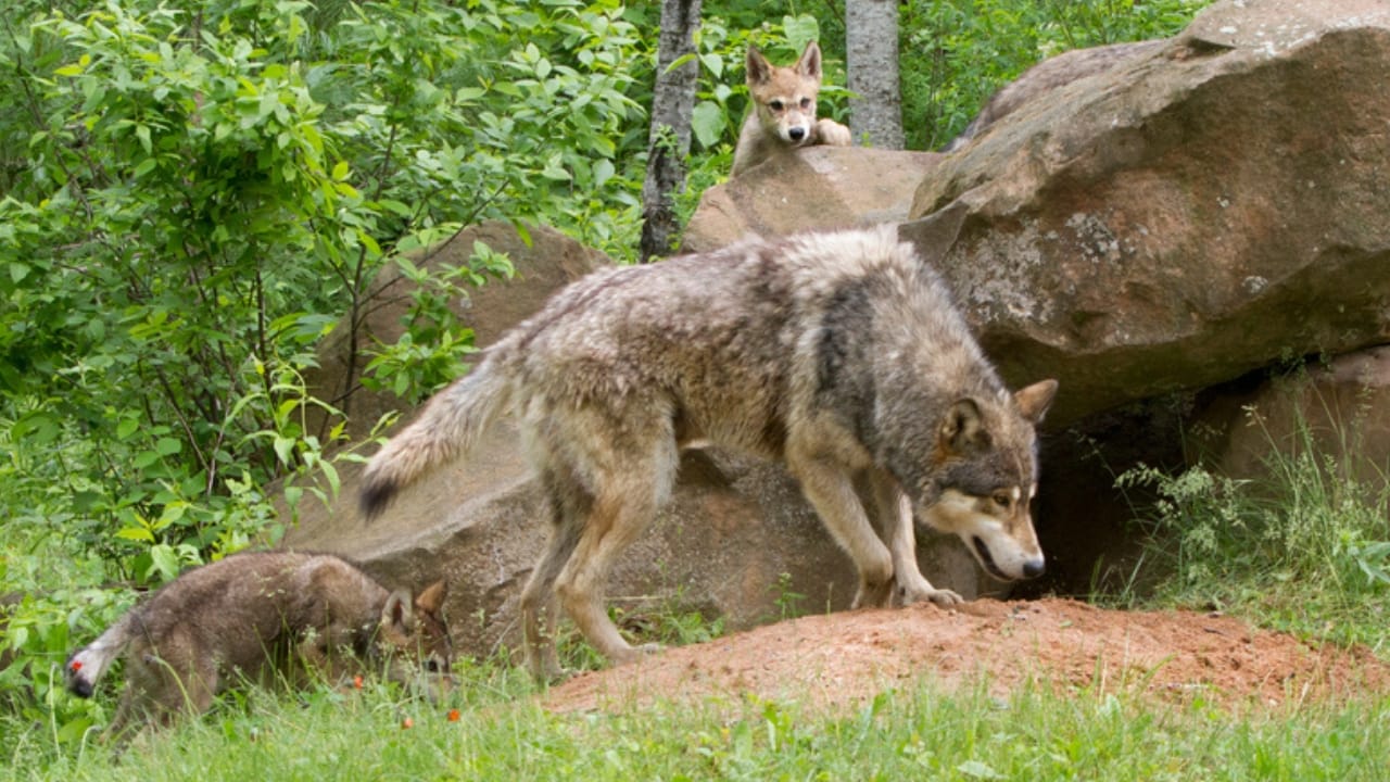 How Wolf Pups Go From Helpless to Apex Predators in a Year 9 How Wolf Pups Go From Helpless to Apex Predators in a Year - Gray wolf pup and mother ss182753660 adyh